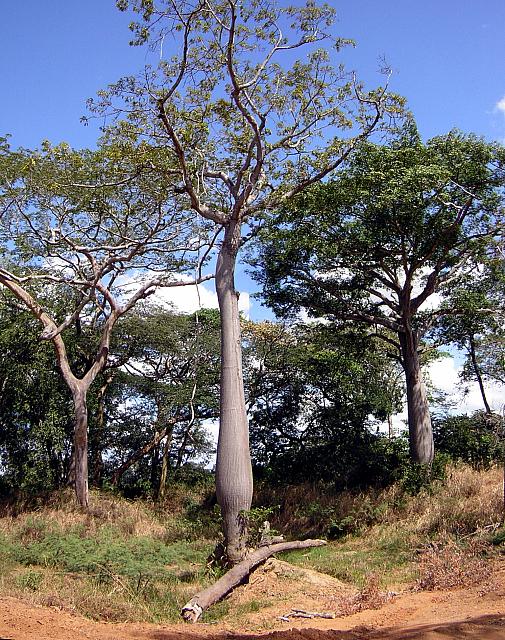 Ceiba