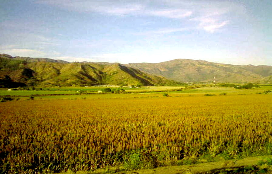 Como sorgo