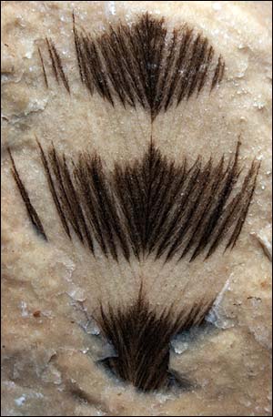 Pluma