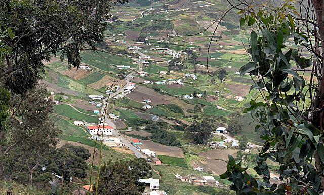 Tuñame entre árboles