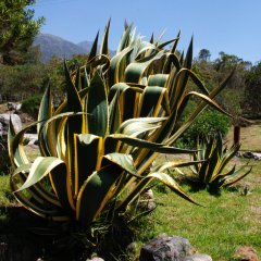 DSC 4844