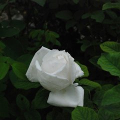 DSC 4989
