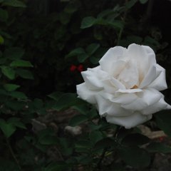 DSC 4990