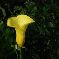 DSC 4992