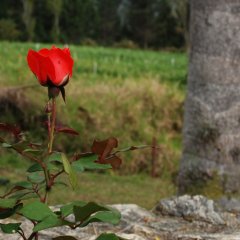 DSC 4994