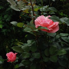 DSC 4997
