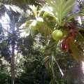 IMAG1074.jpg