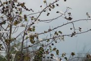 img031.jpeg.small.jpeg