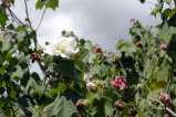 005-DSC_8964.JPG.small.jpeg