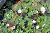 016-DSC_8984.JPG.small.jpeg