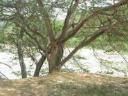 img012.jpeg.small.jpeg